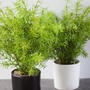 Muỗi 'chạy mất dép' với loại cây phong thủy siêu hợp trồng trong nhà