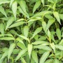 Mách bạn các loại cây gia vị siêu dễ trồng, vừa có rau sạch ăn lại đỡ tốn tiền đi chợ