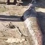 Ngư dân câu được con cá trê khổng lồ dài 1,9 mét, nặng 78kg trên sông