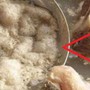 Lớp bọt nổi lên khi hầm xương là dưỡng chất hay tạp chất, có nên vớt bỏ?