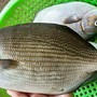 Loài cá có cái tên nghe "rùng rợn" nhưng thịt là nguồn dinh dưỡng cực kỳ quý giá