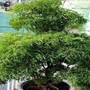 Muốn gia đạo yên ấm, tiền tài không thất thoát, đặt ngay cây đinh lăng ở vị trí này