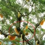 Nhìn lên cây sung cổ thụ, người dân sửng sốt chứng kiến cảnh tượng "nổi da gà"