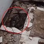 Dỡ sàn bếp, chủ nhà nhìn thấy cảnh tượng nổi da gà bên dưới