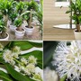 Đây mới là vị trí đặt cây thiết mộc lan hút tài và cách kích ra hoa