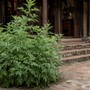 Loài rau thảo mộc giàu dương khí nên trồng trước nhà để rước tài lộc