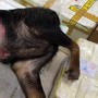 Khởi tố người đàn ông vận chuyển 48,5kg sơn dương đến Sa Pa tìm mối tiêu thụ