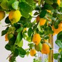 Cây chanh vàng mang phong thủy tốt cho gia đạo và cách trồng ở ban công luôn xanh tốt, ra nhiều quả chín vàng