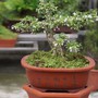 Loại cây phong thủy tỏa hương quanh năm, giúp trấn giữ long mạch được săn lùng