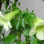 Cây hạnh phúc nở hoa báo hiệu điều gì? Mệnh nào trồng để lộc đổ về nhà?