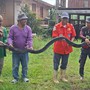 Bắt sống rắn hổ mang chúa khổng lồ nặng 20kg bò vào nhà dân