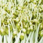 Loại rau bình dân dễ làm, ăn vào tốt cho sức khỏe, đặc biệt ngăn ngừa đột quỵ và bệnh tim mạch