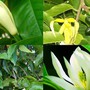 Cây điều hòa không khí vừa tốt cho sức khỏe lại mang ý nghĩa phong thủy bình an cho gia đạo