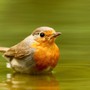 Tháng sinh Âm lịch của người có 'phúc bạn bè', càng sống càng phú quý