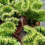 Trồng loại cây sang xịn này trước cửa nhà vừa giúp xua tà, 'chống trộm', được giới nhà giàu săn lùng