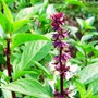 Loại rau thơm mang ý nghĩa phát tài, dễ chăm sóc không phải ai cũng biết để trồng