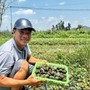 Làng nuôi ốc bươu đen thu hàng chục tỷ đồng mỗi năm ở Nghệ An