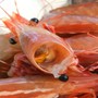 Nên ăn hay bỏ đầu tôm?