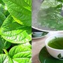 Uống nước lá lốt có tác dụng gì, uống hàng ngày có được không và điều cần lưu ý