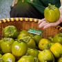 Tiểu thương chia sẻ cách chọn hồng da tre chín đều, thơm ngon chỉ nhờ vào những dấu hiệu nhỏ này