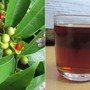 Uống lá xạ đen có tác dụng gì, nên uống khô hay tươi?