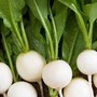 Lợi ích của củ cải trắng với sức khỏe, đặc biệt với người tiểu đường, viêm khớp