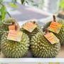 Một loại sầu riêng giá tiền triệu/quả nhưng không phải ai cũng có cơ hội thưởng thức