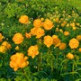 Số cuối ngày sinh Âm lịch của người có thành công đến muộn nhưng bền