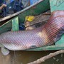 Ngư dân bắt được con cá hải tượng long dài 2,44 mét, nặng 120kg trên sông