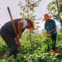 Bán nhà 3,8 tỷ về quê trồng rau, nuôi gà, vợ chồng nghỉ hưu vỡ mộng chỉ sau 10 tháng